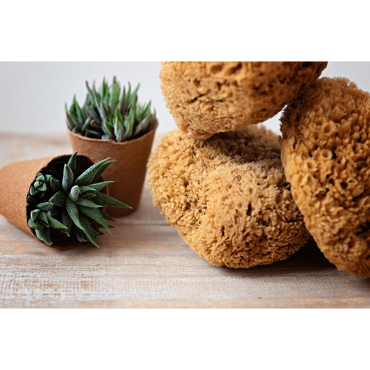 Gąbka naturalna TRAWA rozmiar L UBO