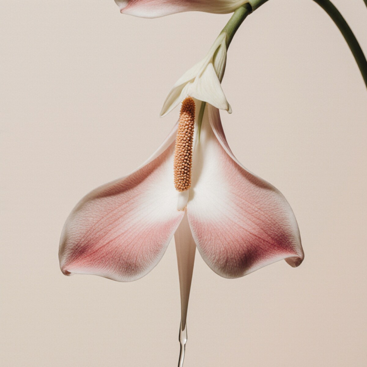 Côte Blanche - 30ml zapach do Dyfuzora Plug In