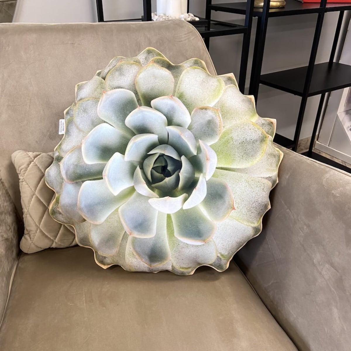 Poduszka duży Sukulent Eszeweria jasny zielony Echeveria