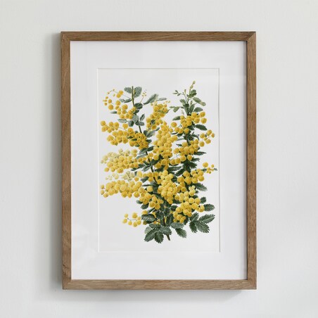Plakat Mimoza 21x30cm