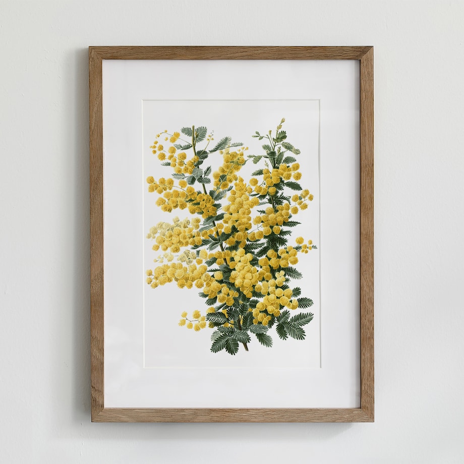 Plakat Mimoza 21x30cm