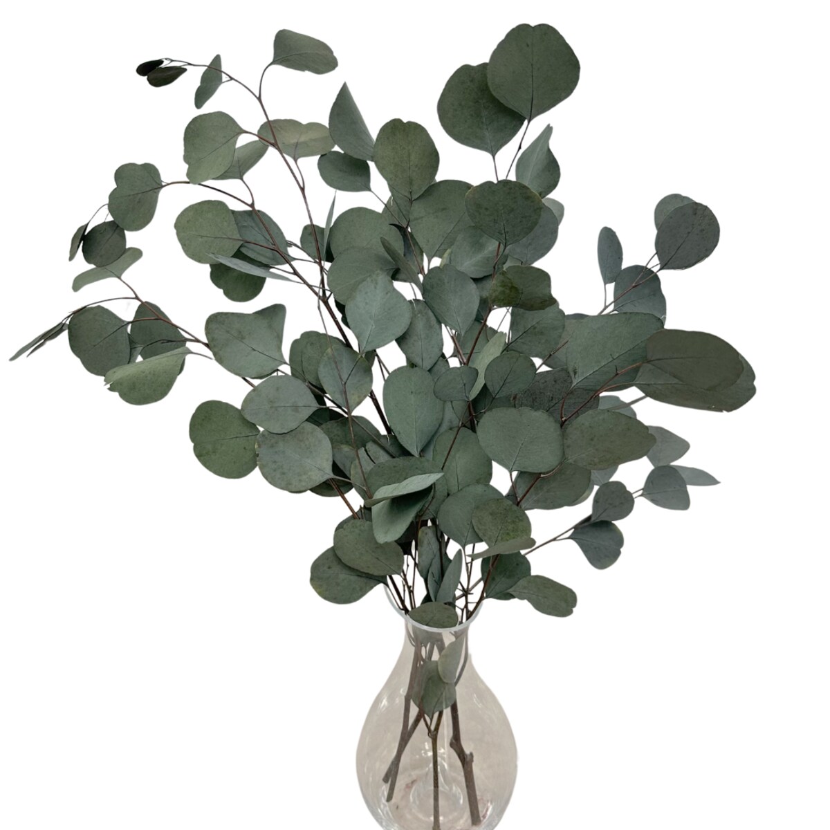 Eukaliptus Stabilizowany Populus