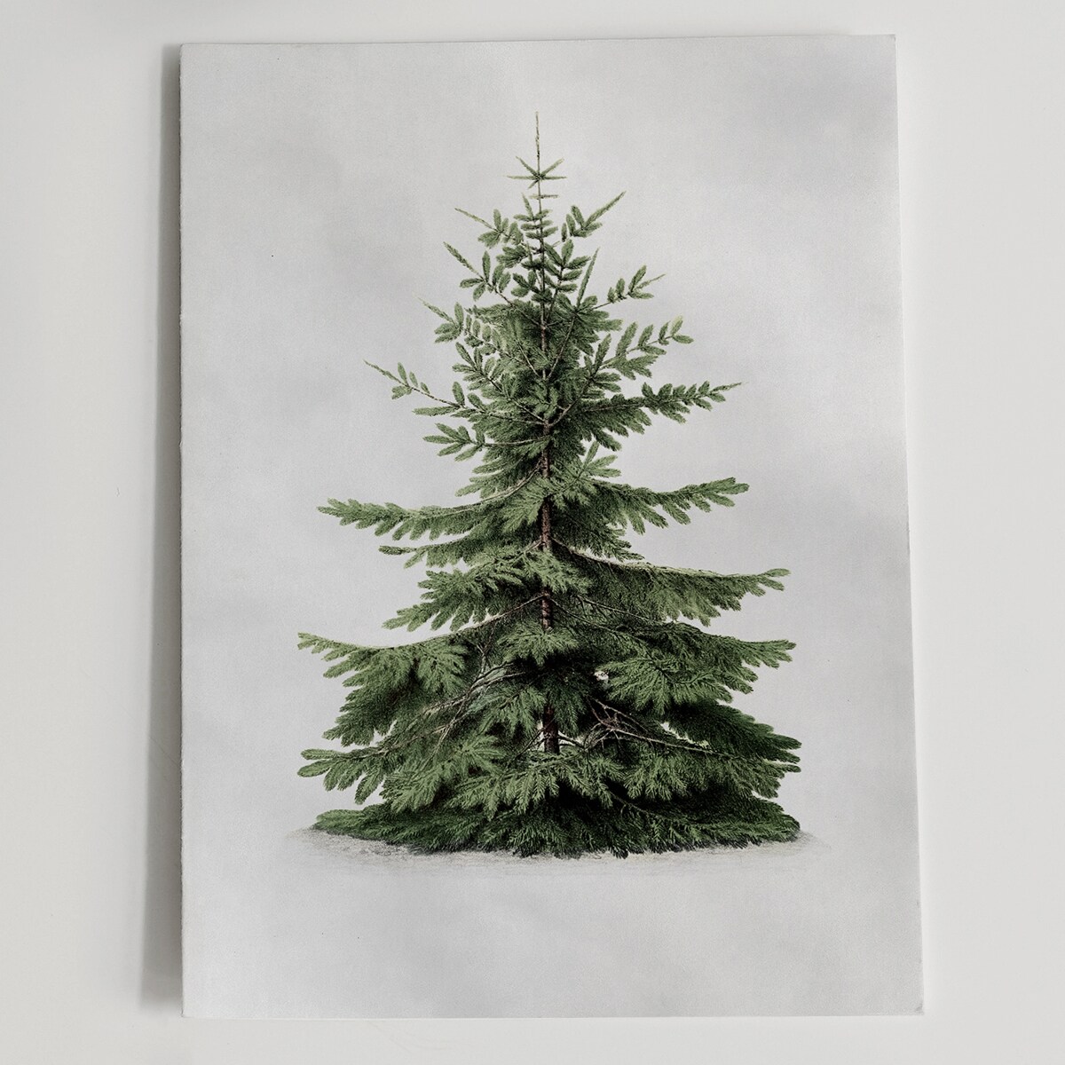 Plakat Jodła kaukaska 21x30cm