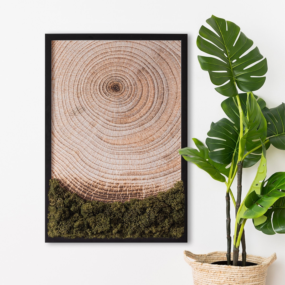 Obraz Słoje drewna - mech chrobotek w czarnej ramie 40x60cm