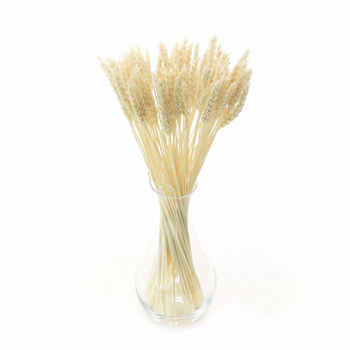 Suszona pszenica bielona - bukiet suchego zboża 60szt.