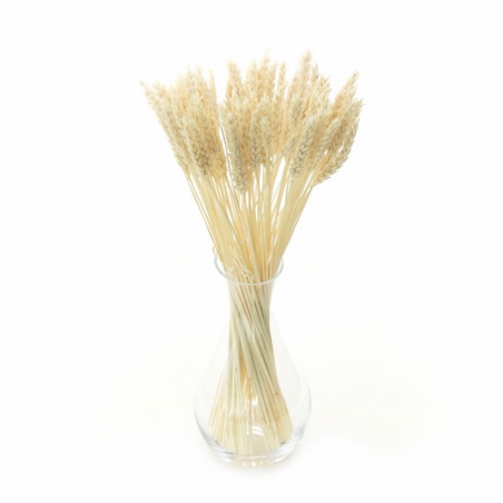 Suszona pszenica bielona - bukiet suchego zboża 60szt.