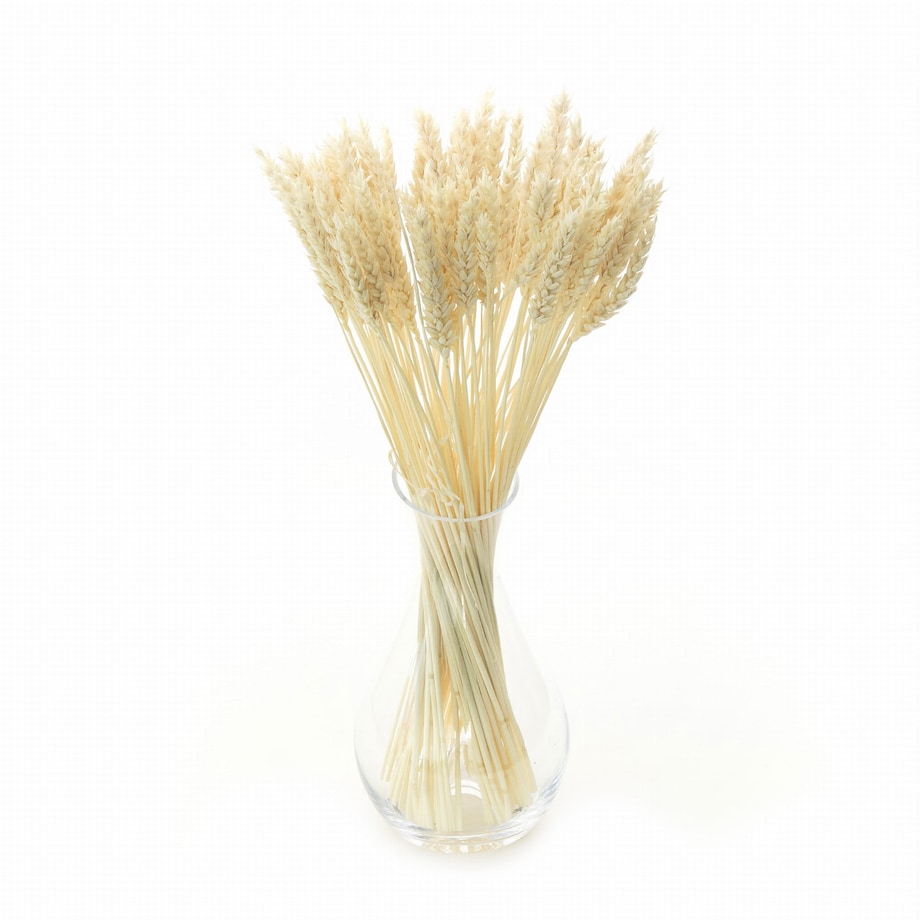 Suszona pszenica bielona - bukiet suchego zboża 60szt.