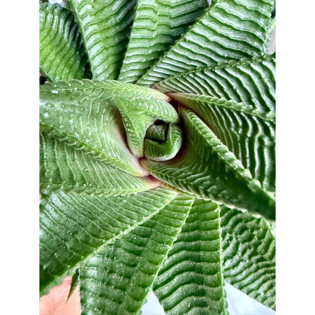 Haworthia Twister–Haworsja | Sukulent – Ø 8,5 cm – wys. 10 cm