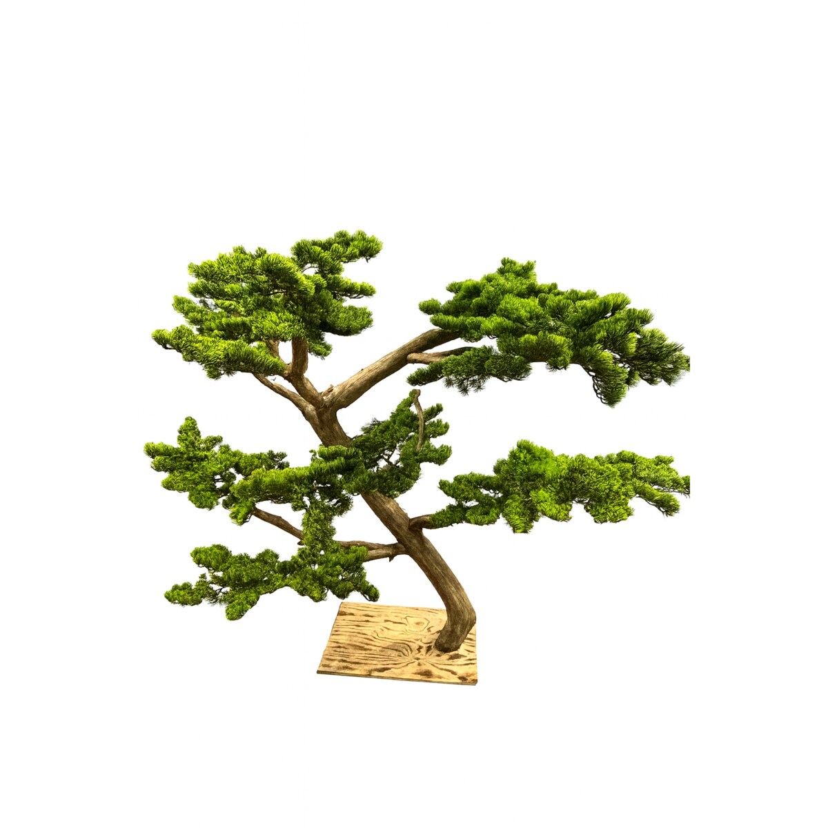 Bonsai na naturalnym pniu 150 cm.