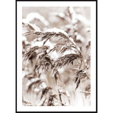 Poster Story, Plakat, Obraz - Polna Trawa Pokryta Śniegiem, wymiary 50 x 70 cm