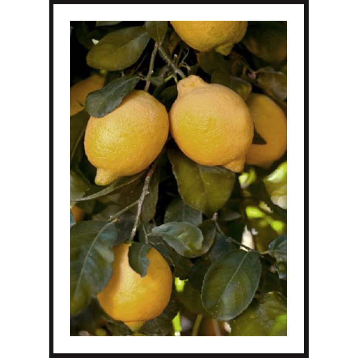 Poster Story, Plakat, Obraz - Drzewo Cytrynowe, wymiary 70 x 100 cm