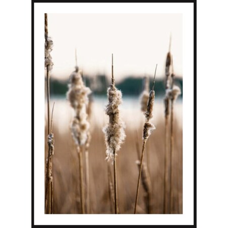 Poster Story, Plakat, Obraz - Trzcinnik, wymiary 21 x 30 cm