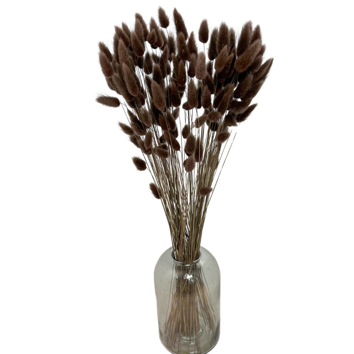 Lagurus Suszony Brązowy