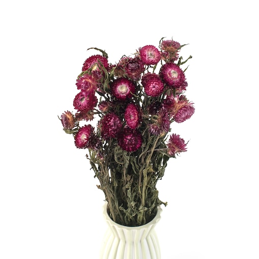 Suszona kocanka ciemnoróżowa (Helichrysum) 80 g - bukiet