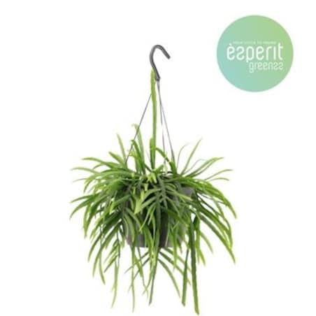 Lepismium bolivianum–roślina wisząca – doniczka Ø 17 cm – wysokość 25 cm