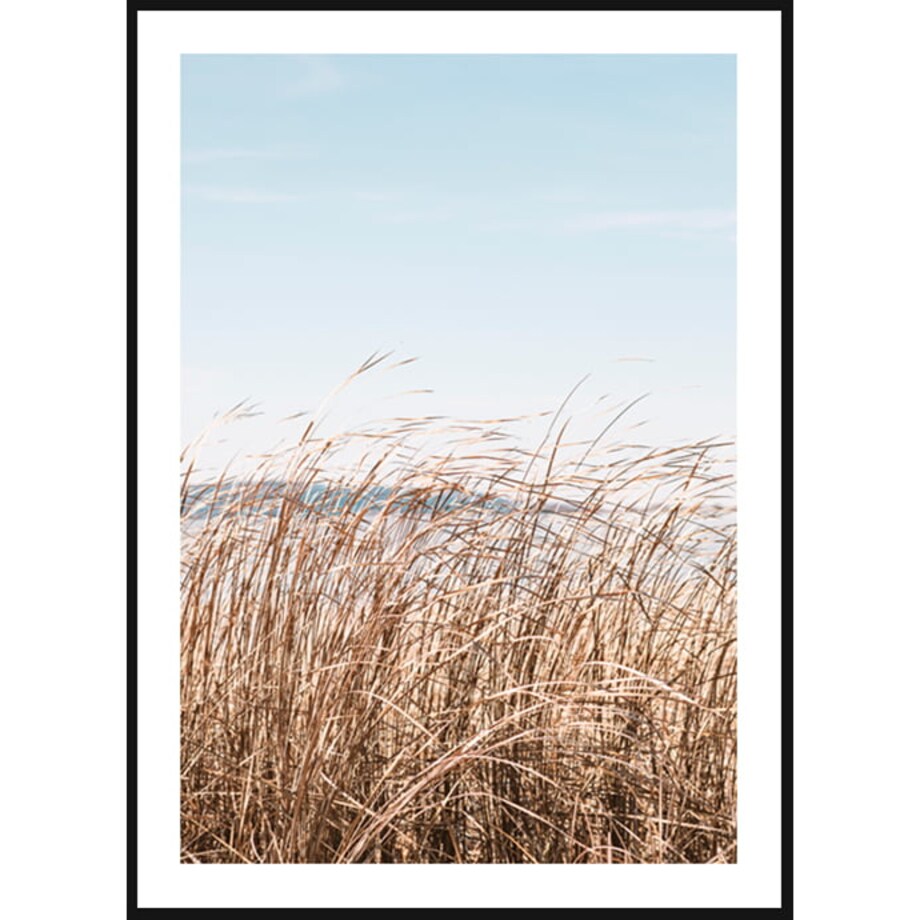 Poster Story, Plakat, Obraz - Morska Trawa, wymiary 42 x 60 cm