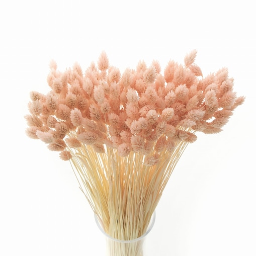 Phalaris Suszony Jasnoróżowy