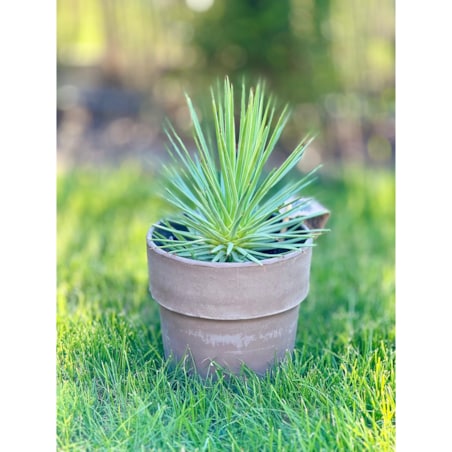 Agave nana – doniczka terakota Ø 15 cm – wys. 25 cm