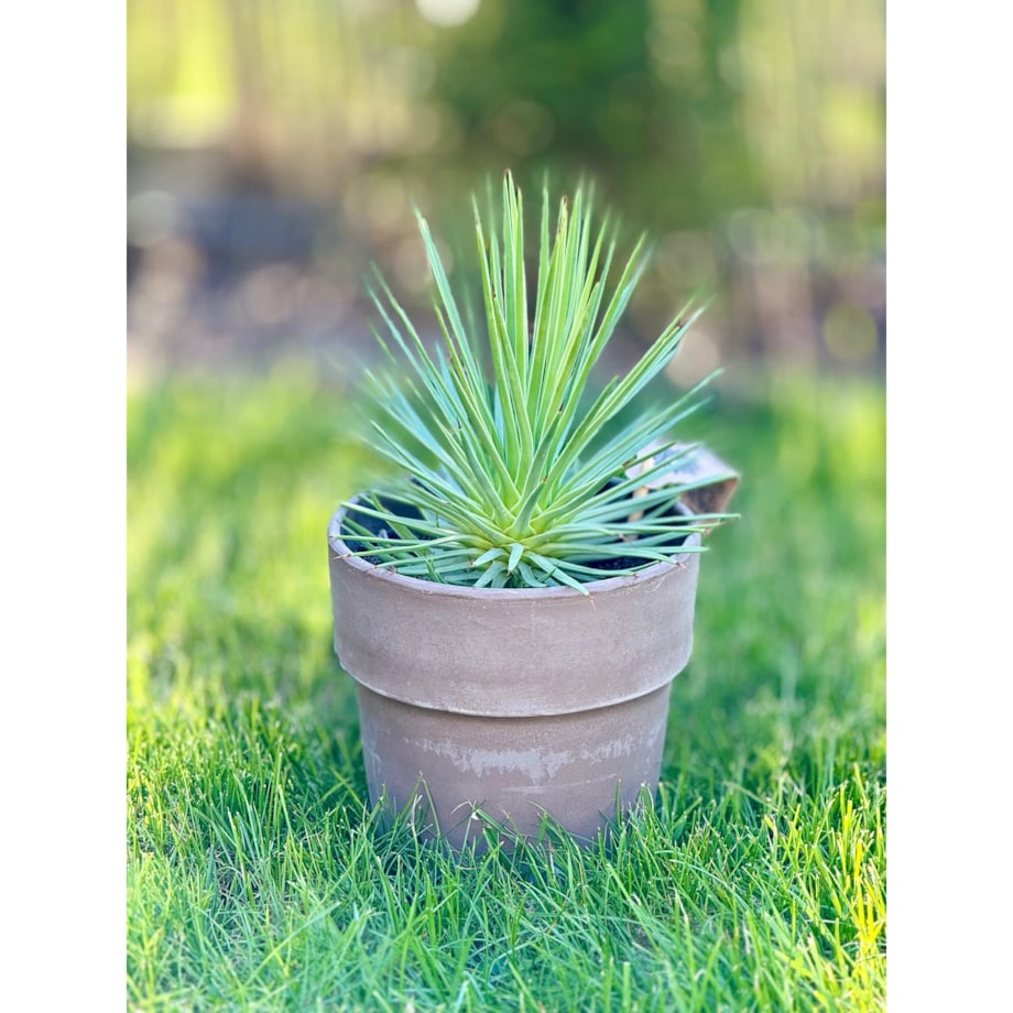 Agave nana – doniczka terakota Ø 15 cm – wys. 25 cm