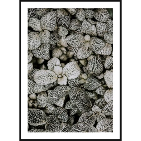 Poster Story, Plakat, Obraz - Liście Fitonii, wymiary 30 x 42 cm