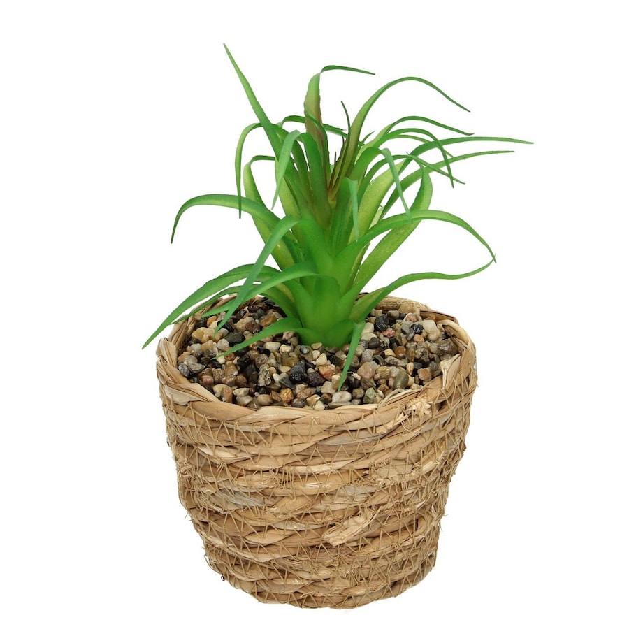 Dekoracja Tree Aloe 20cm, 12 x 12 x 20 cm