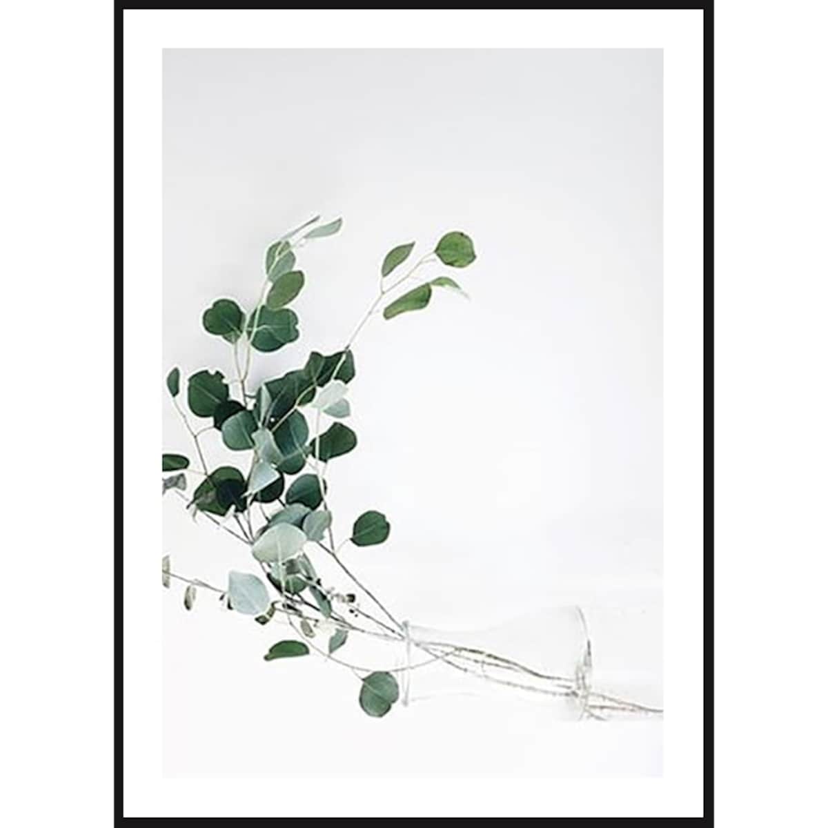 Poster Story, Plakat, Obraz - Gałązki Eukaliptusa No1, wymiary 30 x 42 cm