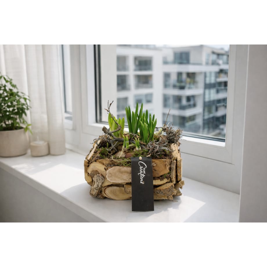 Kompozycja cebulowa z narcyzów, hyiacyntów i muscari Ø20cm wysokość 20-40cm