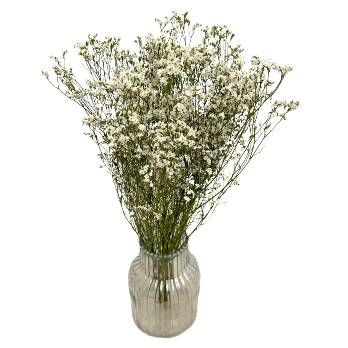 Suszone Limonium Białe