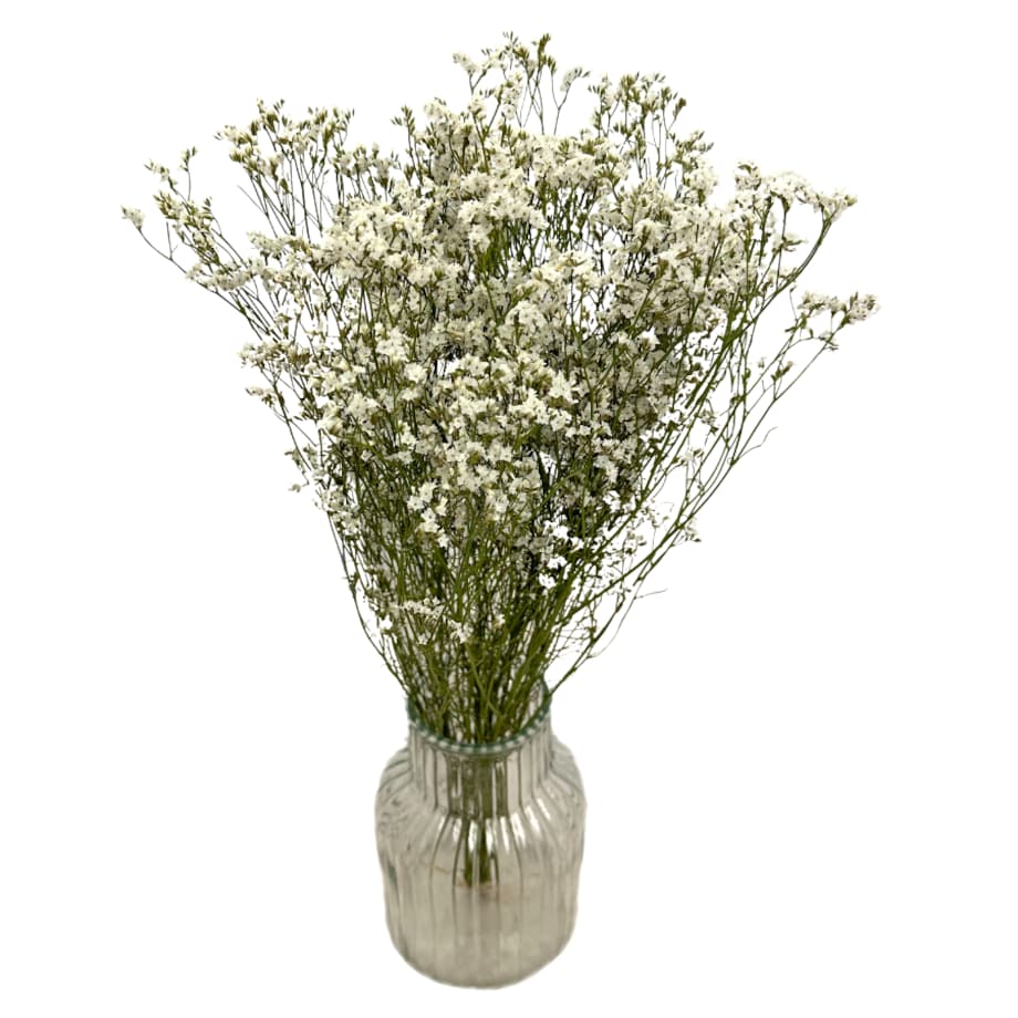 Suszone Limonium Białe