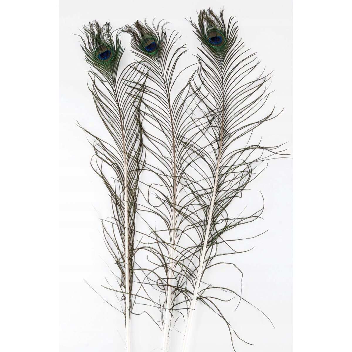 PIÓRO PAWIA DEKORACYJNE naturalne 3 SZT.