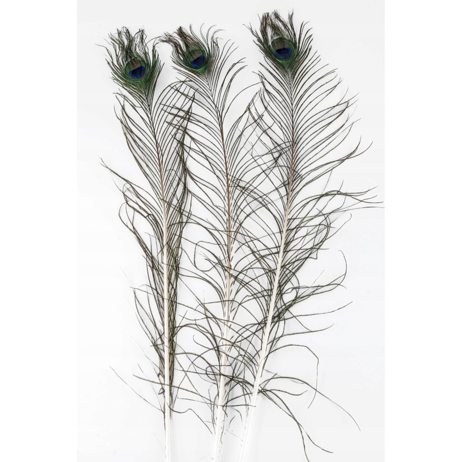 PIÓRO PAWIA DEKORACYJNE naturalne 3 SZT.