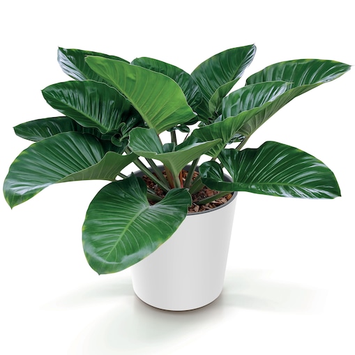 Doniczka Donica Ogrodowa 25/30 Cm Zestaw Okrągła Na Taras Do Ogrodu Domu Biała