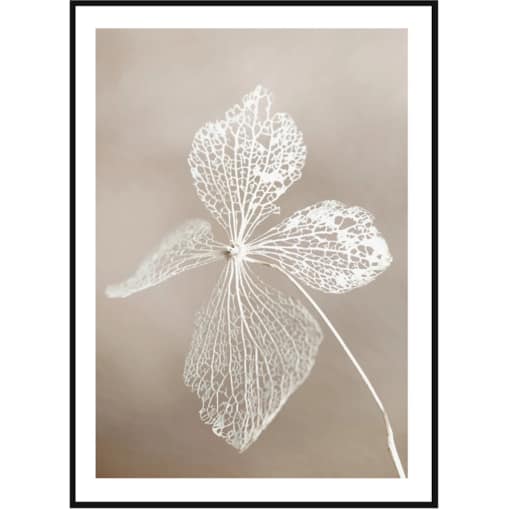 Poster Story, Plakat, Obraz - Suszony Kwiat, wymiary 21 x 30 cm