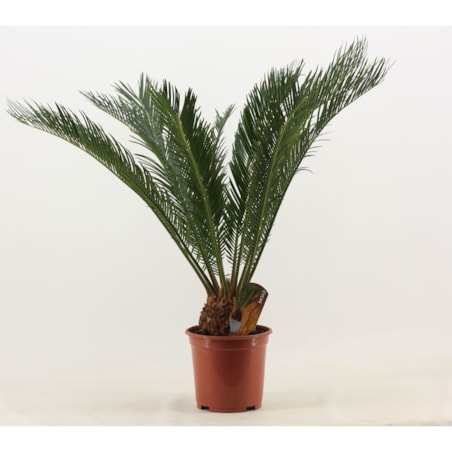 CYKAS|SAGOWIEC|Cycas revoluta doniczka 19 cm wysokość 60cm