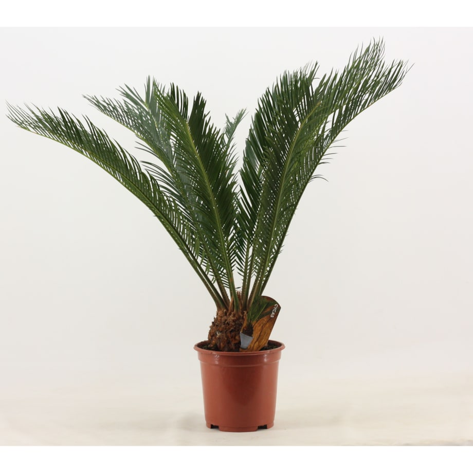 CYKAS|SAGOWIEC|Cycas revoluta doniczka 19 cm wysokość 60cm