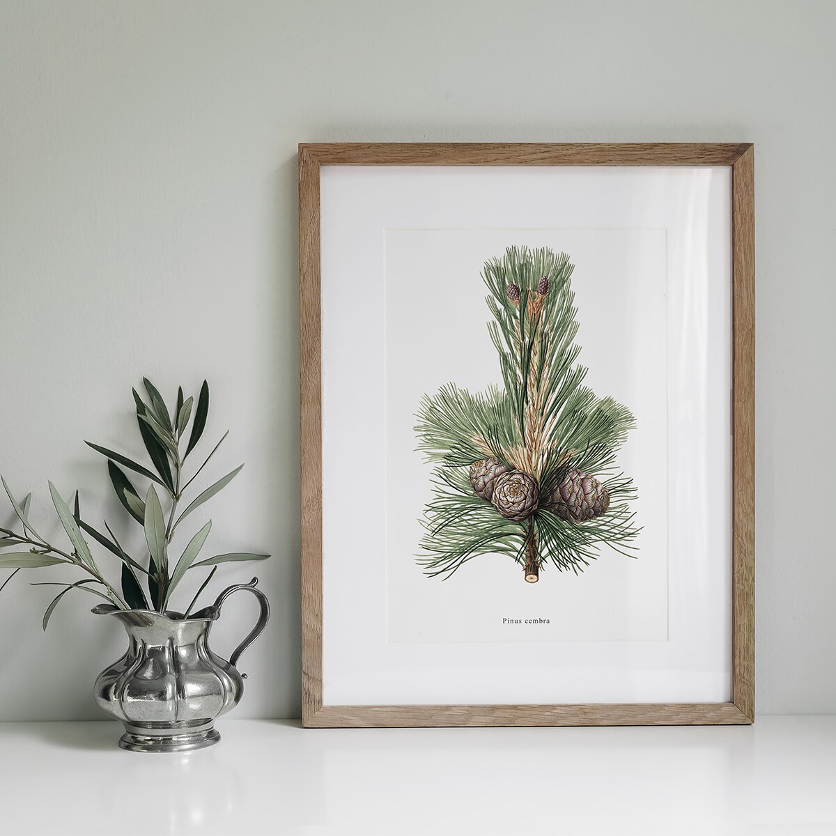 Plakat Gałązka sosny z szyszkami 21x30cm