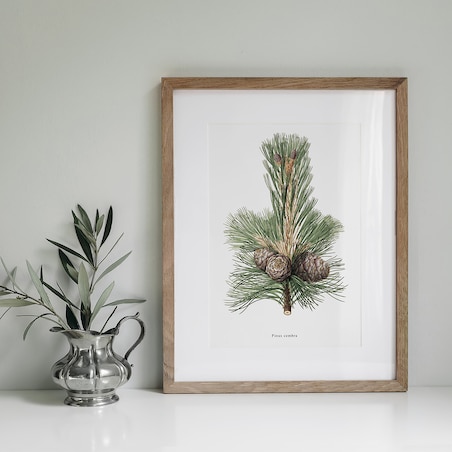 Plakat Gałązka sosny z szyszkami 21x30cm