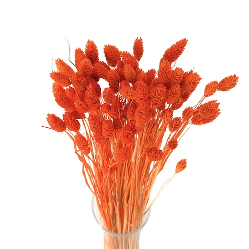 Suszony phalaris pomarańczowy - trawa ozdobna