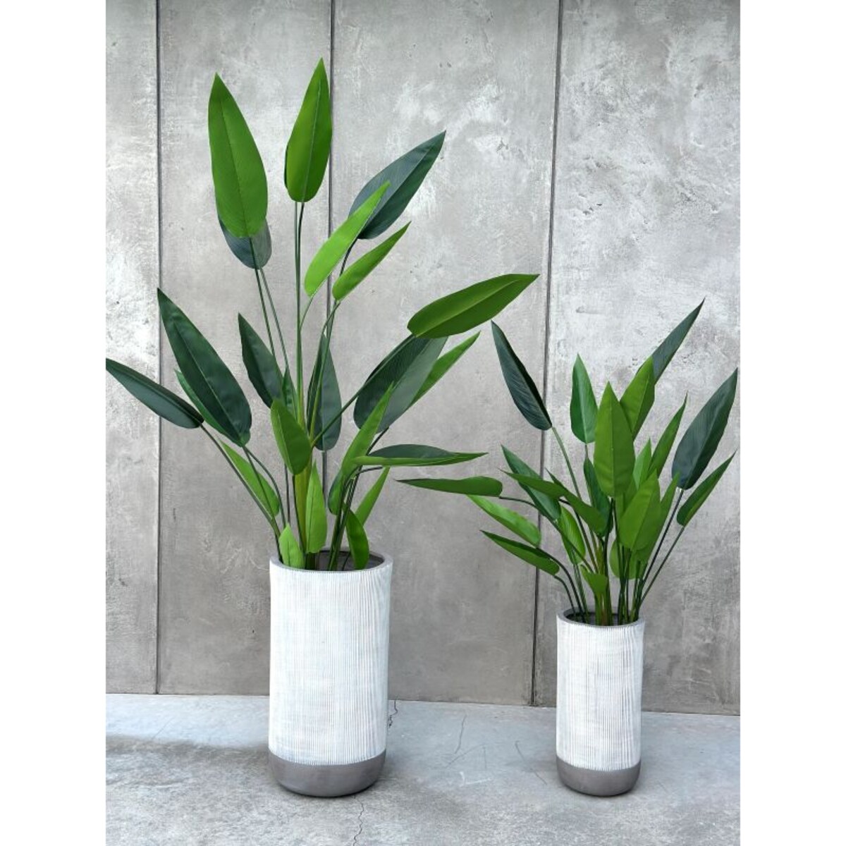 KWIAT STRELICJA KRÓLEWSKA 120 cm