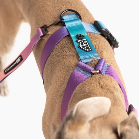 Szelki dla psa lub kota typu guard "Under my ombrella" TURKUS - Szerokość taśmy: 20mm, Rozmiar: XS