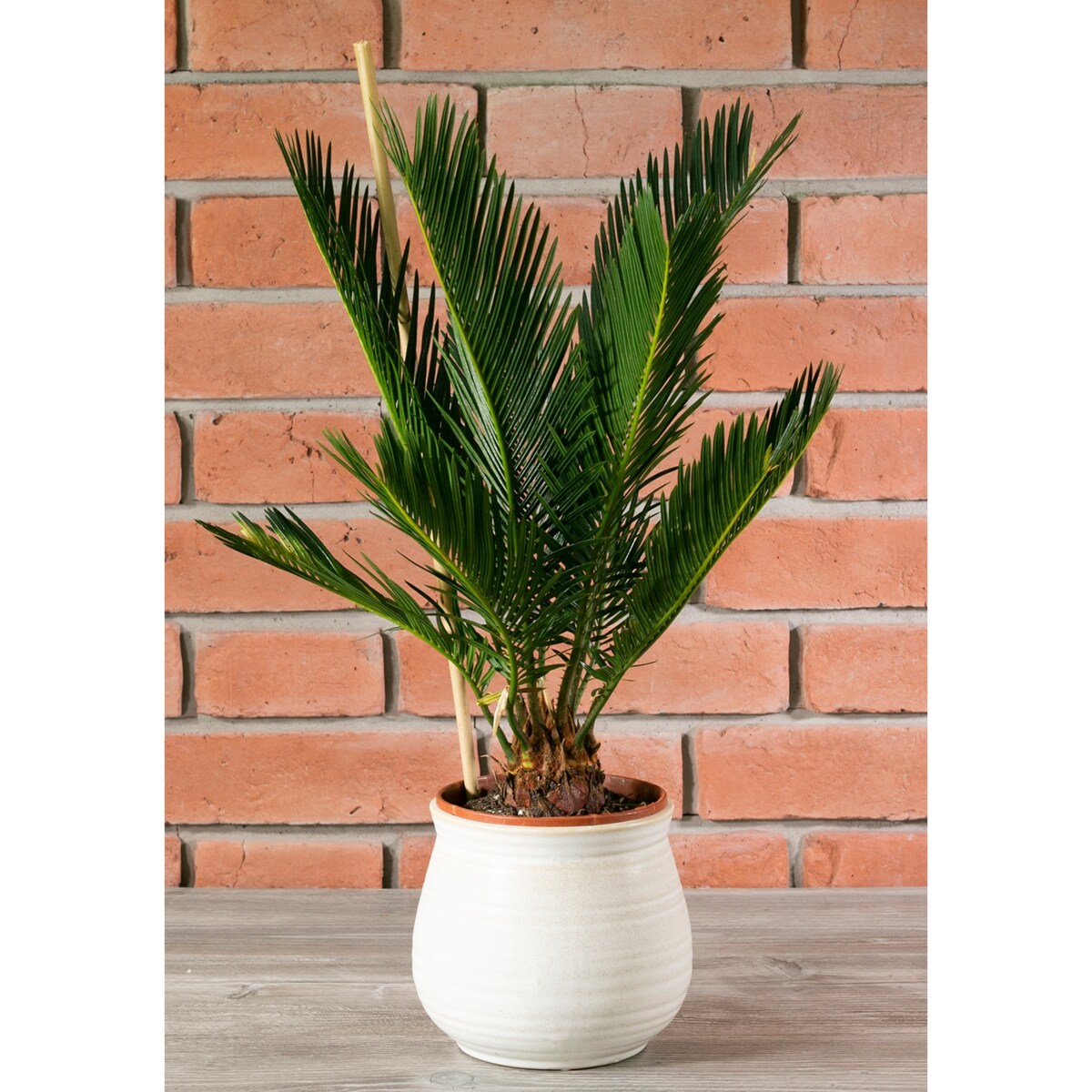 DONICA BORO beżowa ceramiczna śr. 14cm