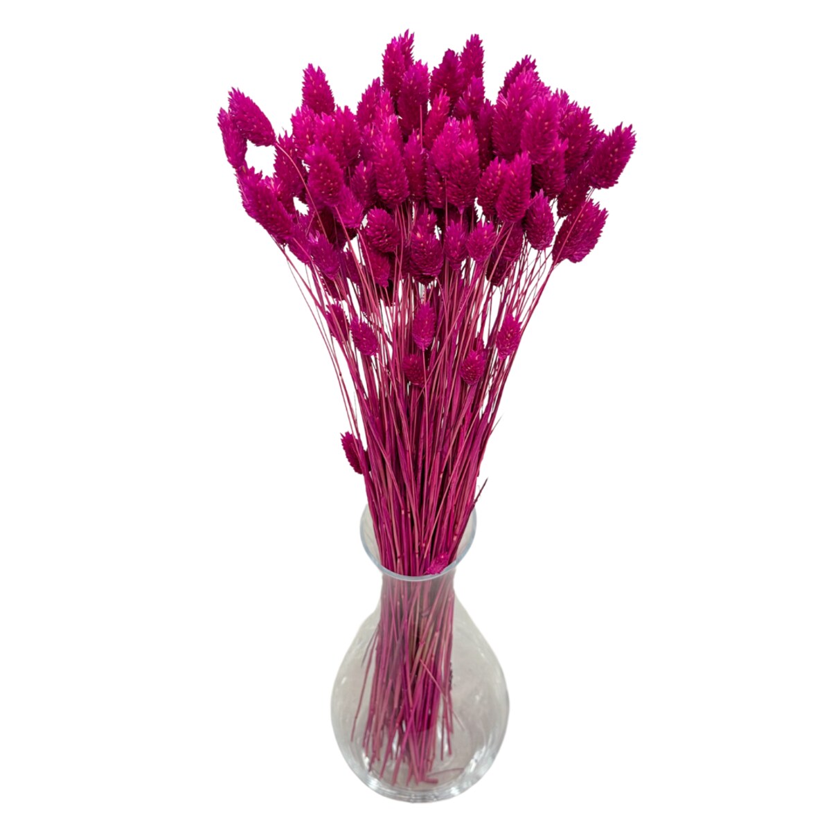 Suszony phalaris fuksja - trawa ozdobna