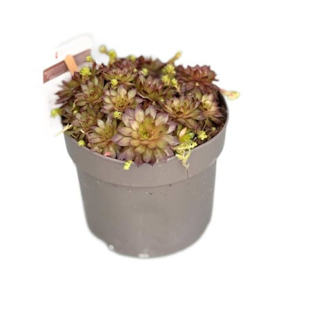 ROJNIK|Sempervivum doniczka 17cm wysokość 25cm
