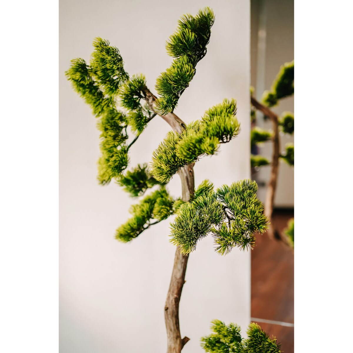 Bonsai iglaste na naturalnym pniu 155 cm