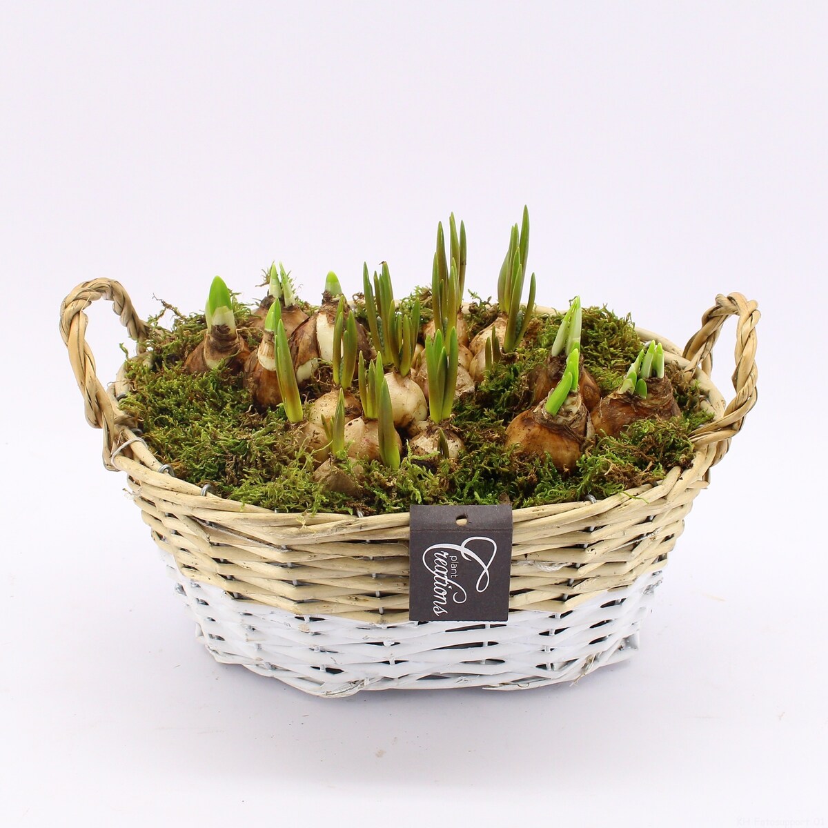 Kompozycja cebulowa doniczka 27cm wysokość 20-40cm - Narcyzy&Muscari