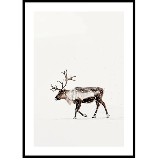 Poster Story, Plakat, Obraz - Renifer w Śniegu, wymiary 70 x 100 cm