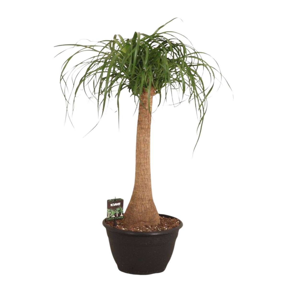 Beaucarnea recurvata – Nolina – „Noga słonia” XXL | Doniczka Ø 26 cm | Wysokość ok. 80 cm