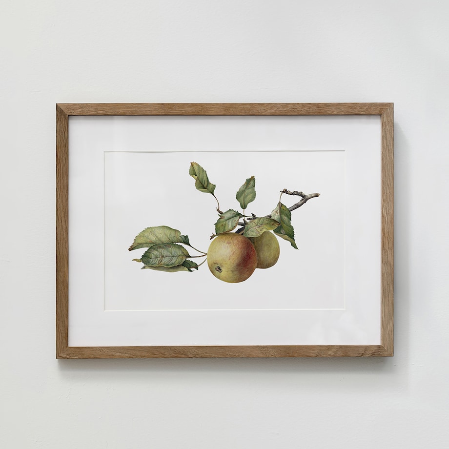 Plakat Gałązka z jabłkami 30x40cm