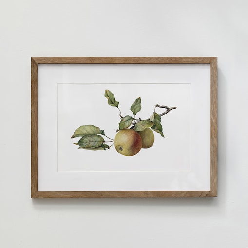 Plakat Gałązka z jabłkami 30x40cm