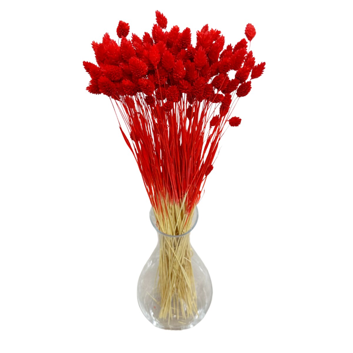 Suszony phalaris czerwony - trawa ozdobna